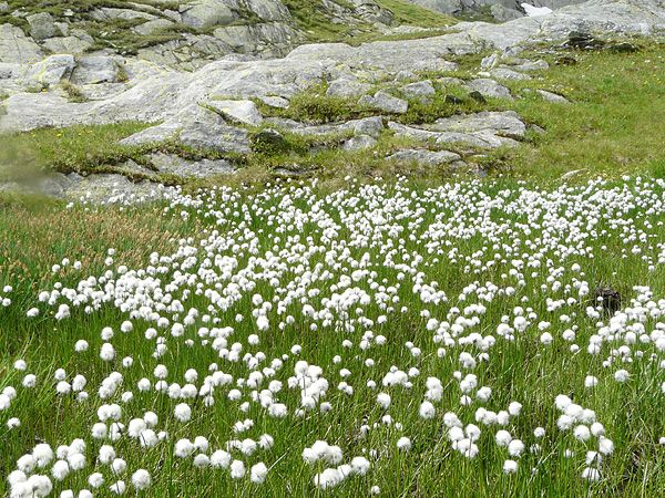 Eriophorum scheuchzeri | Cotton Grass P9 - Image 2