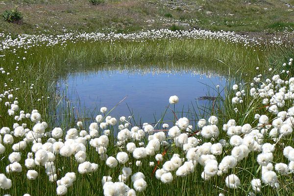 Eriophorum scheuchzeri | Cotton Grass P9 - Image 3