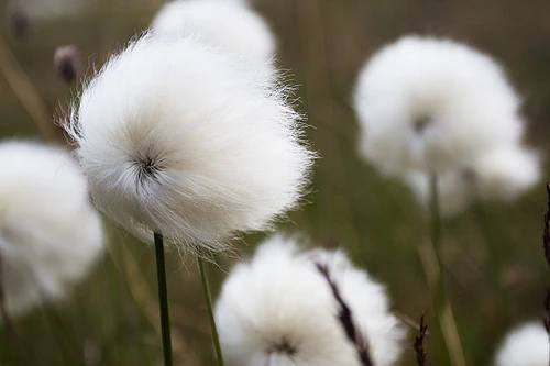 Eriophorum scheuchzeri | Cotton Grass P9 - Image 4
