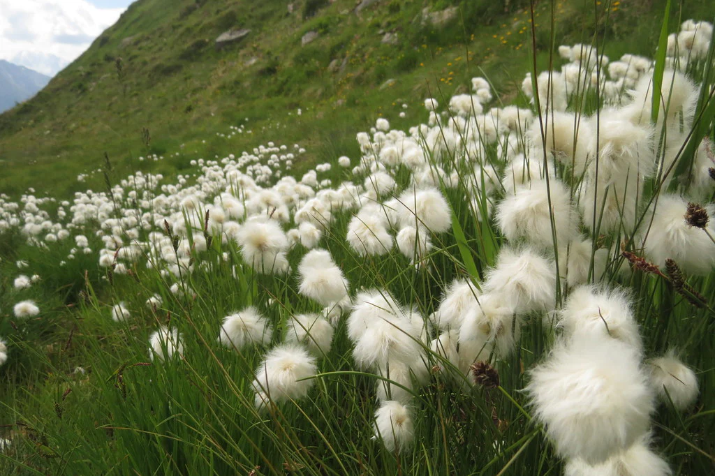 Eriophorum scheuchzeri | Cotton Grass P9 - Image 5