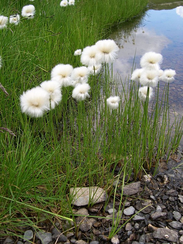 Eriophorum scheuchzeri | Cotton Grass P9 - Image 6