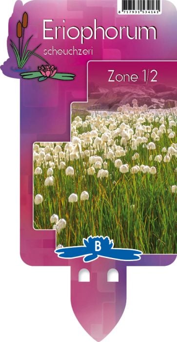 Eriophorum scheuchzeri | Cotton Grass P9 - Image 7