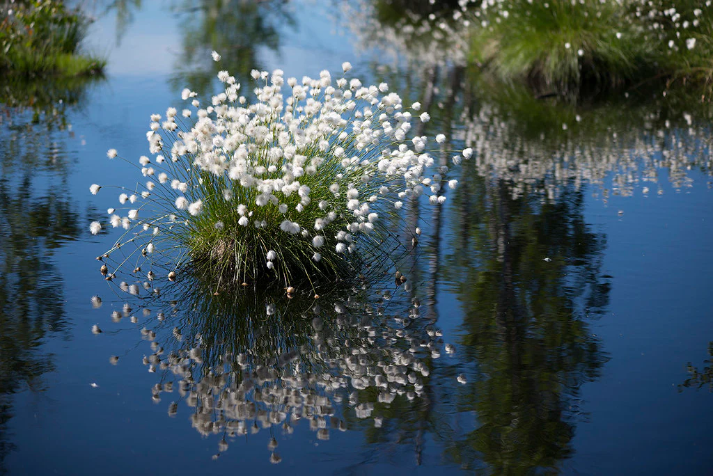 Eriophorum vaginatum | Hares Tail Cotton Grass P9 - Image 2