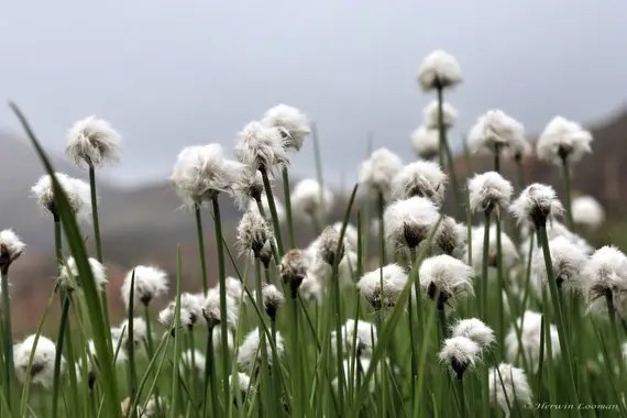 Eriophorum vaginatum | Hares Tail Cotton Grass P9 - Image 3
