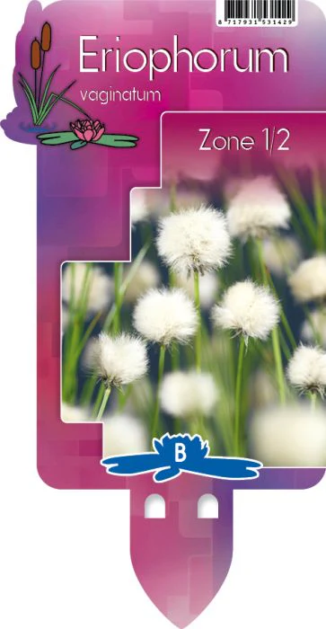 Eriophorum vaginatum | Hares Tail Cotton Grass P9 - Image 4