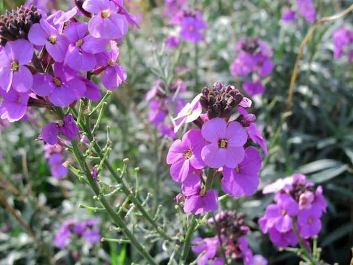 Erysimum Bowles Mauve | Wallflower 'Bowles's Mauve' 2 Litre