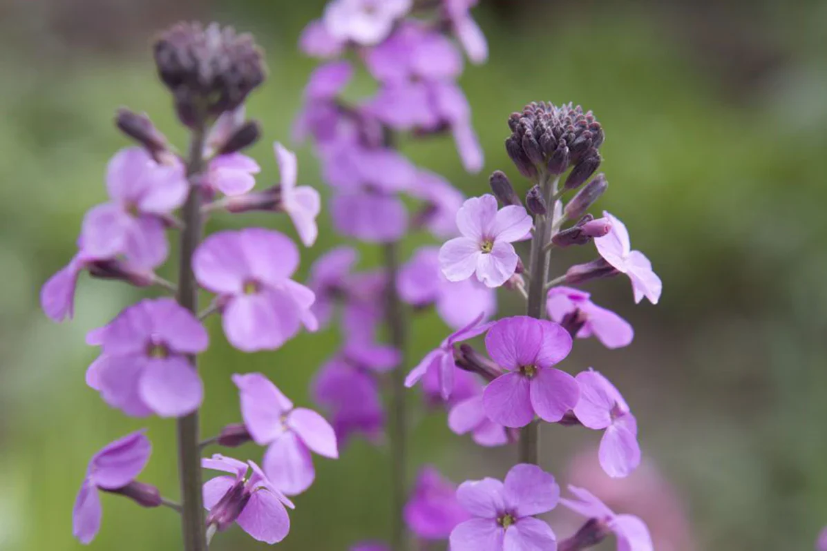 Erysimum Bowles Mauve | Wallflower 'Bowles's Mauve' 2 Litre - Image 2