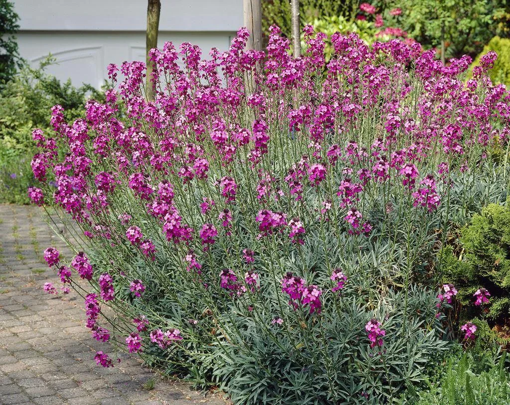 Erysimum Bowles Mauve | Wallflower 'Bowles's Mauve' 2 Litre - Image 3