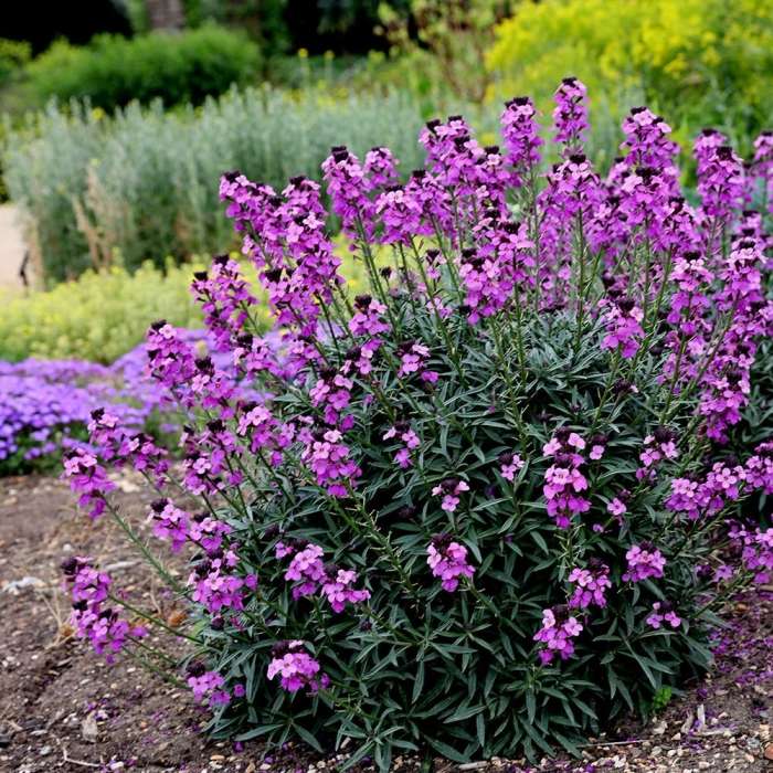 Erysimum Bowles Mauve | Wallflower 'Bowles's Mauve' 2 Litre - Image 4