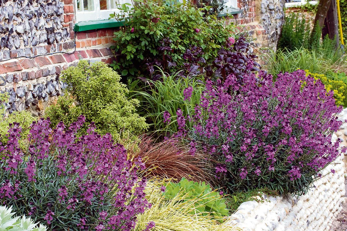 Erysimum Bowles Mauve | Wallflower 'Bowles's Mauve' 2 Litre - Image 5