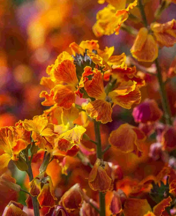 Erysimum Erysistible Fire 9cm - Image 2