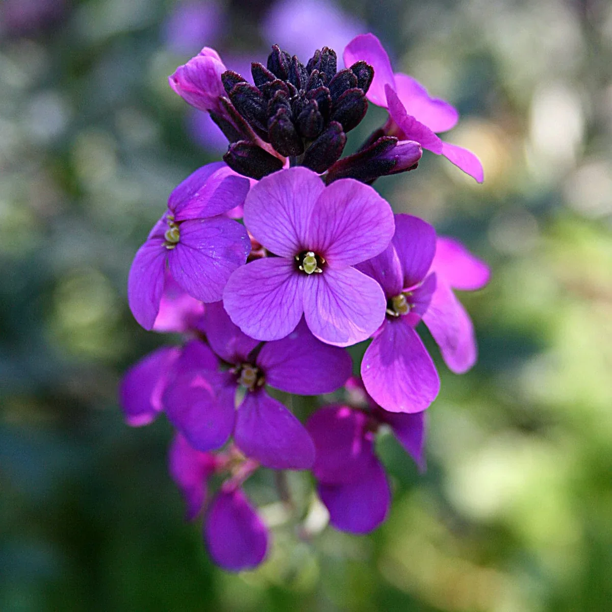 Erysimum 'Poem Lilac' - Wallfower 2 Litre