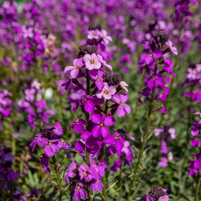 Erysimum 'Poem Lilac' - Wallfower 2 Litre - Image 2
