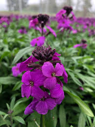 Erysimum 'Poem Lilac' - Wallfower 2 Litre - Image 3
