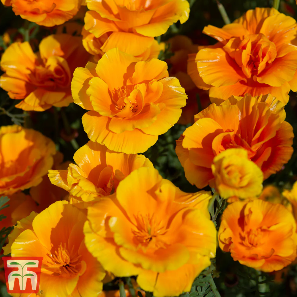 Californian Poppy 'Lady Marmalade' seeds - Image 3