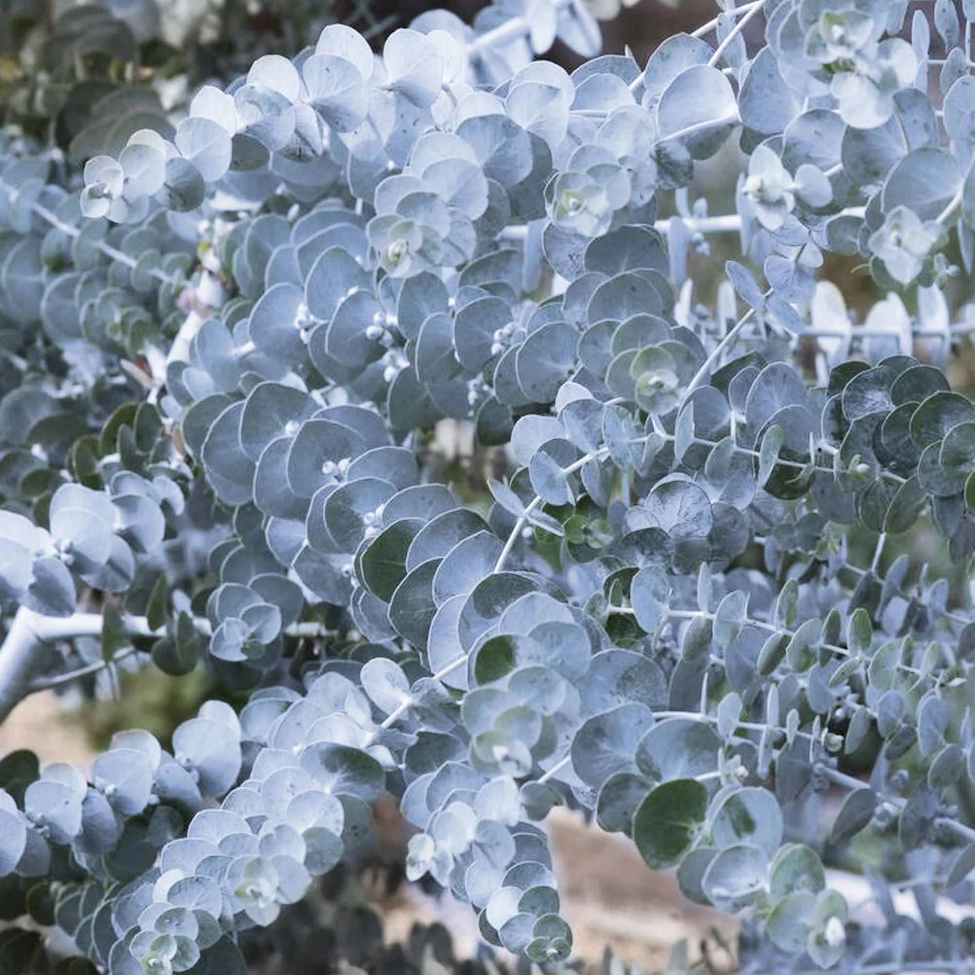 Eucalyptus gunnii  180-200cm 10 Litre
