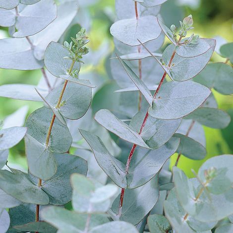 Eucalyptus gunnii  180-200cm 10 Litre - Image 2
