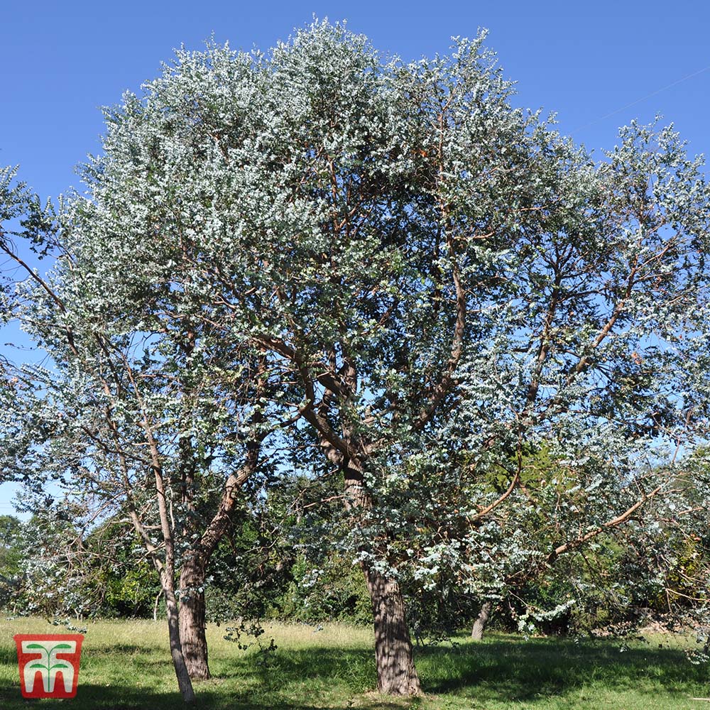 Eucalyptus gunnii  180-200cm 10 Litre - Image 3