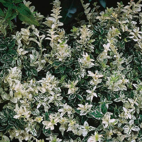 Euonymus Fortunei Harlequin Pot (2 Litre) - Image 3