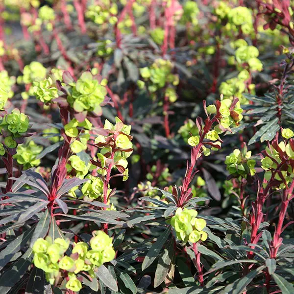 Euphorbia Amygdaloides Purpurea 2L - Image 3