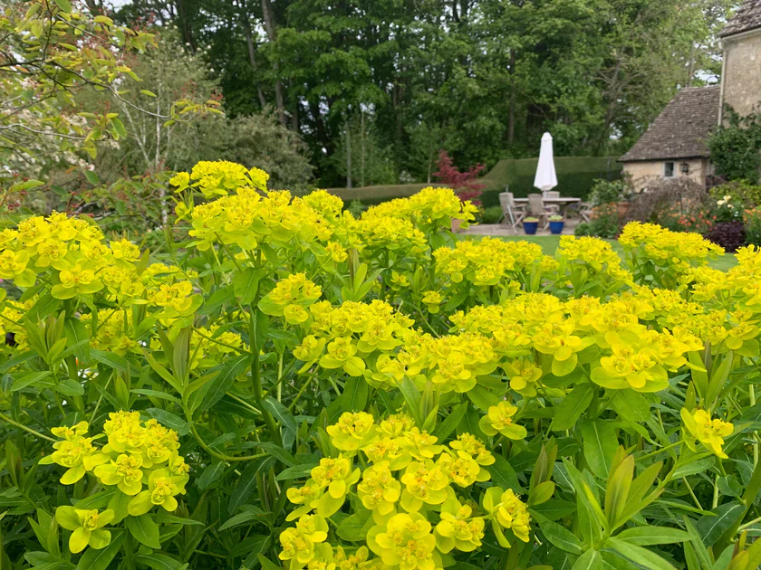 Euphorbia palustris | Marsh Spurge P9