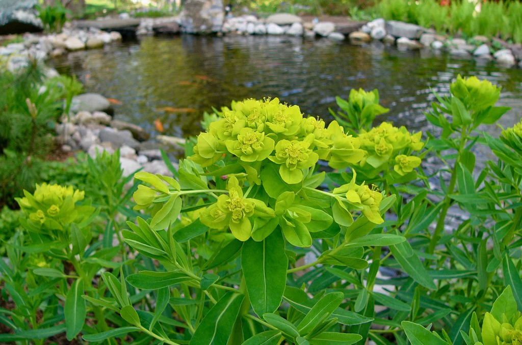 Euphorbia palustris | Marsh Spurge P9 - Image 2