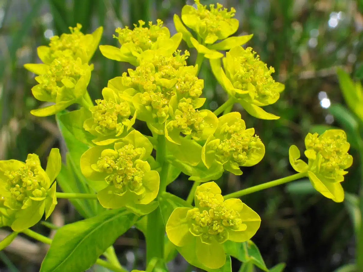 Euphorbia palustris | Marsh Spurge P9 - Image 3