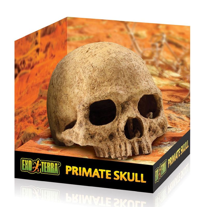Exo Terra Primate Skull  Medium