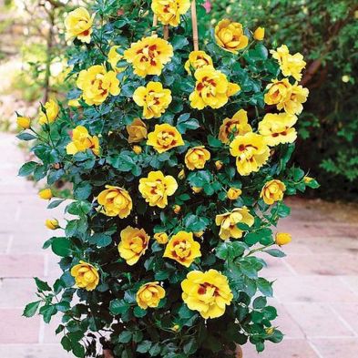 Eye of the Tiger Persica Rose 3.5 Litre