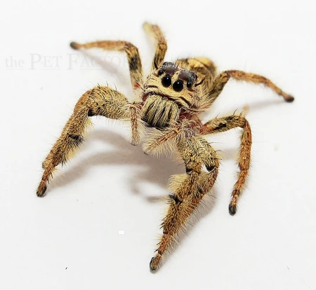 Eyelash Jumping Spider (Hyllus diardi)