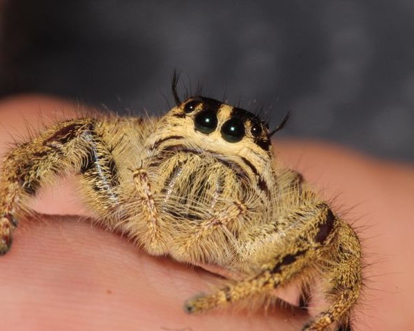 Eyelash Jumping Spider (Hyllus diardi) - Image 2