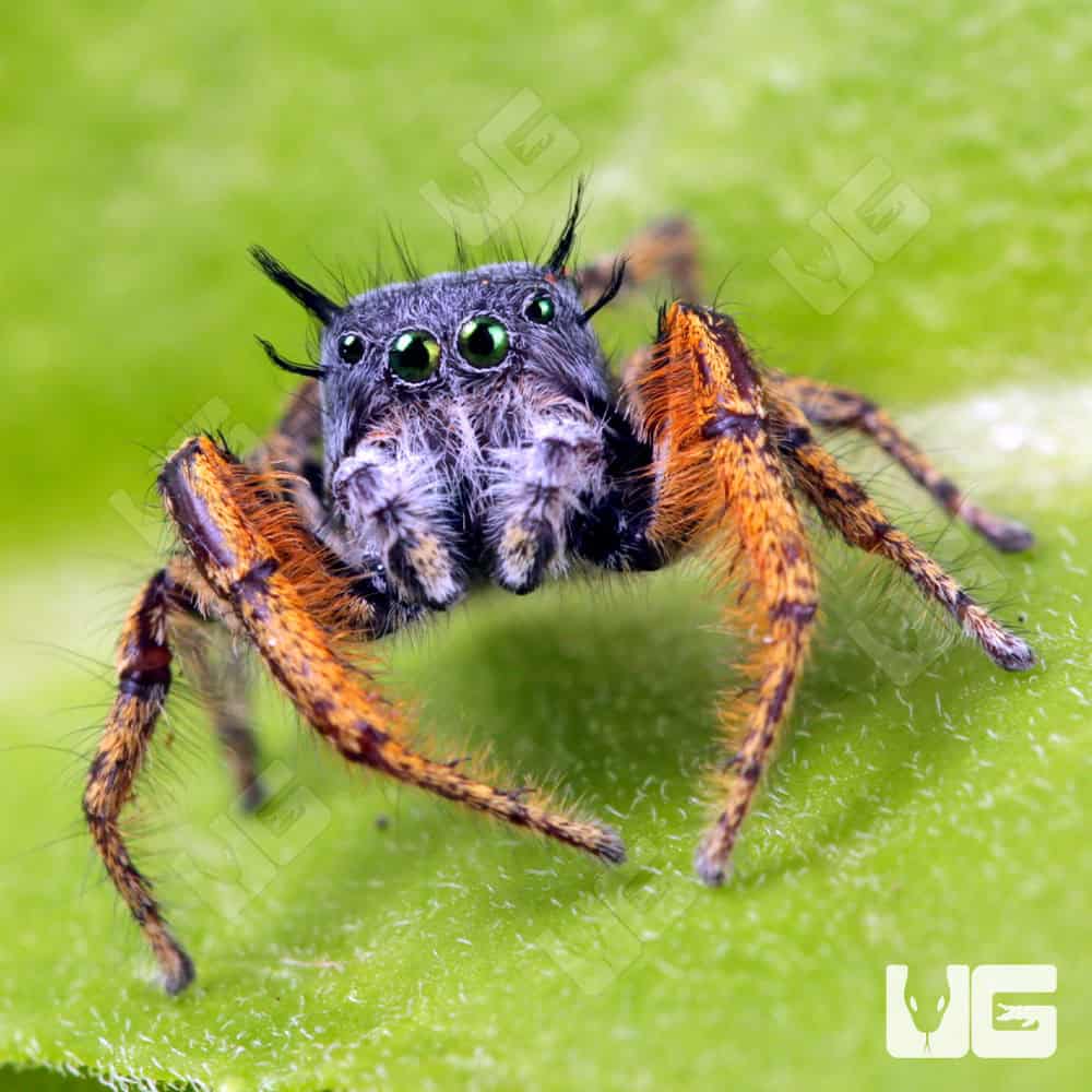 Eyelash Jumping Spider (Hyllus diardi) - Image 3