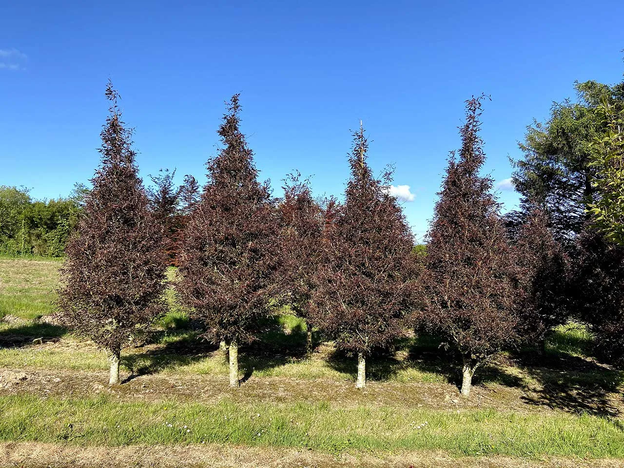 Fagus sylvatica Purple 15L - Image 3