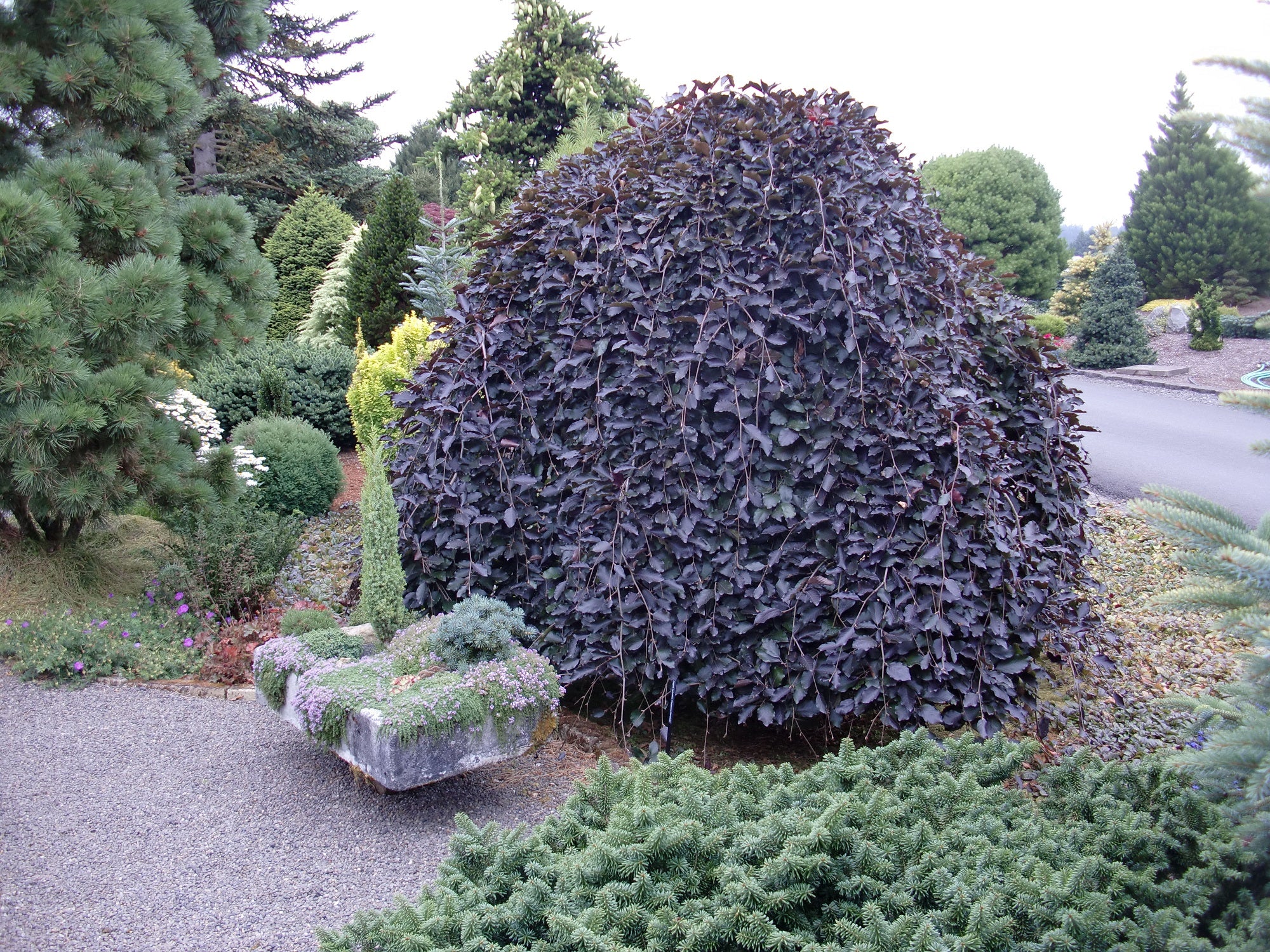 Fagus Sylvatica Purpurea pendula 15L - Image 3