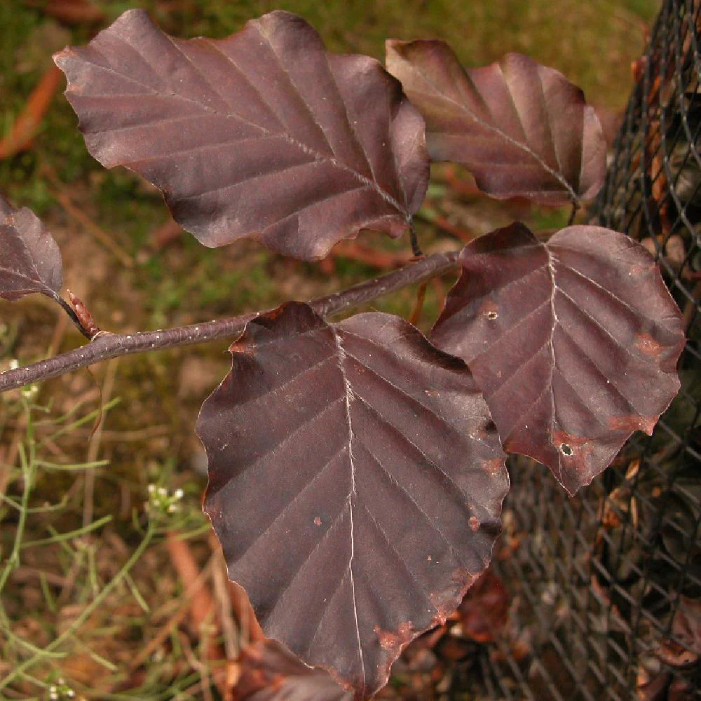 Fagus Sylvatica Purpurea pendula 15L - Image 4