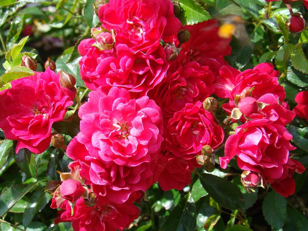 Fairy Queen Standard Rose 12 Litre - Image 3