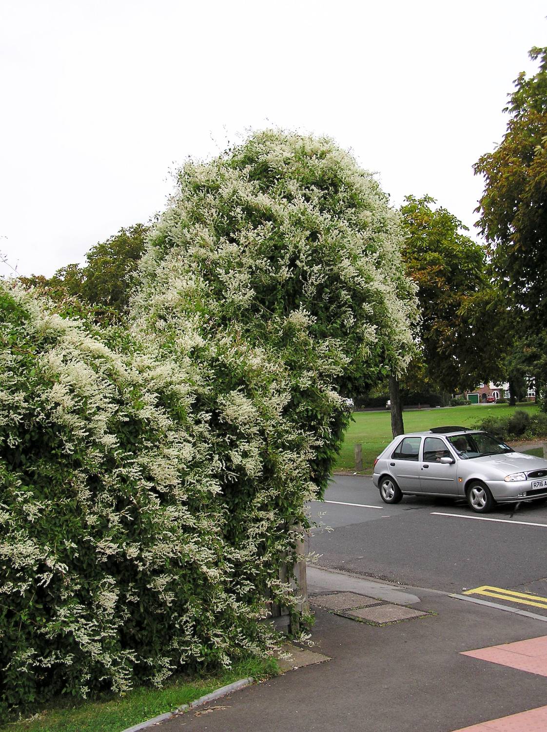 Fallopia aubertii | Russian Vine - Image 3