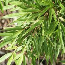 Fargesia rufa | Fountain Bamboo 100-125cm Tall - Image 3