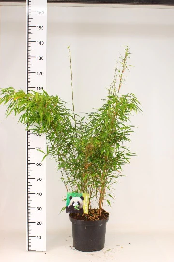 Fargesia rufa | Fountain Bamboo 100-125cm Tall - Image 4