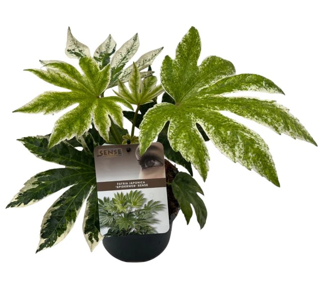 Fatsia Japonica 'Spider's Web' (2 Litre)