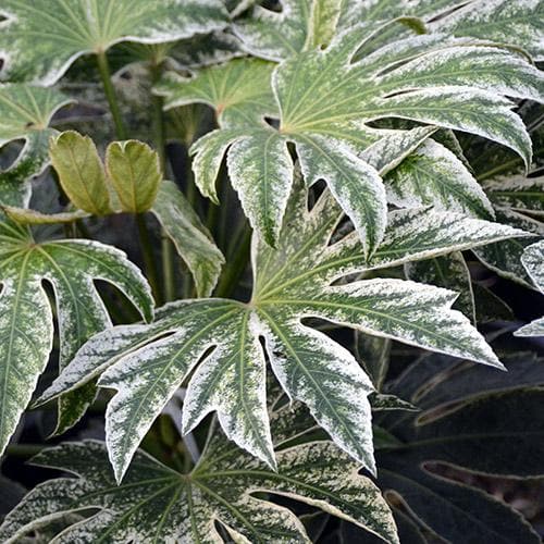 Fatsia Japonica 'Spider's Web' (2 Litre) - Image 2