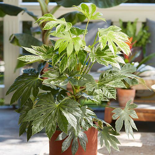 Fatsia Japonica 'Spider's Web' (2 Litre) - Image 3