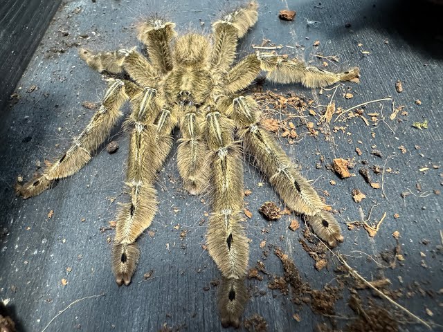 Featherleg Baboon Tarantula (Stromatopelma calceatum) Small - Image 2