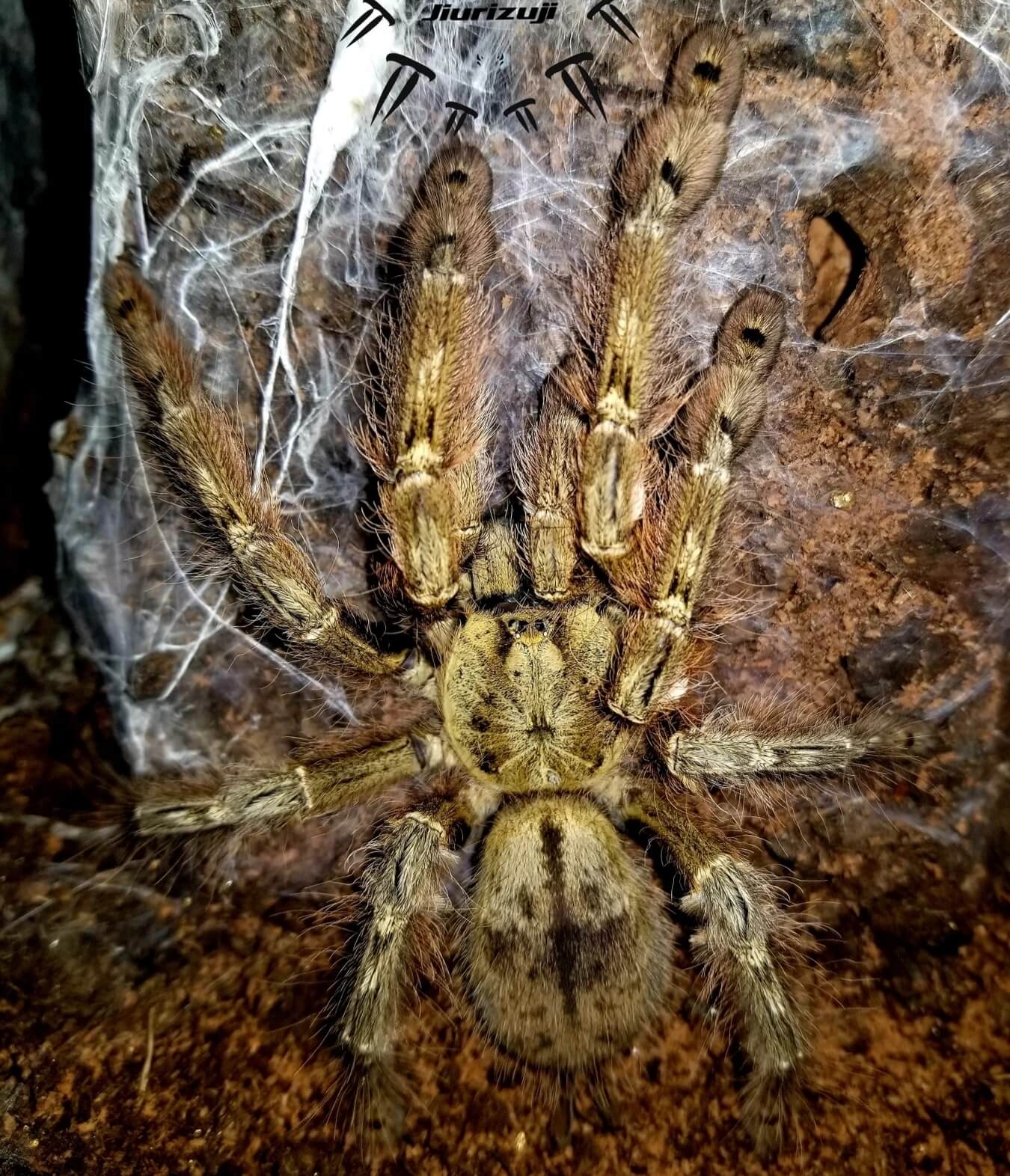 Featherleg Baboon Tarantula (Stromatopelma calceatum) Small - Image 3