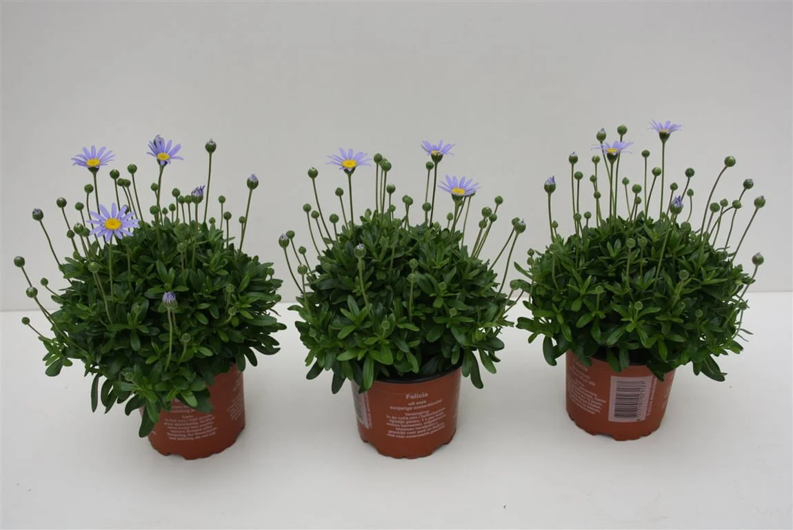 Felicia Amelloides P10.5 - Image 3