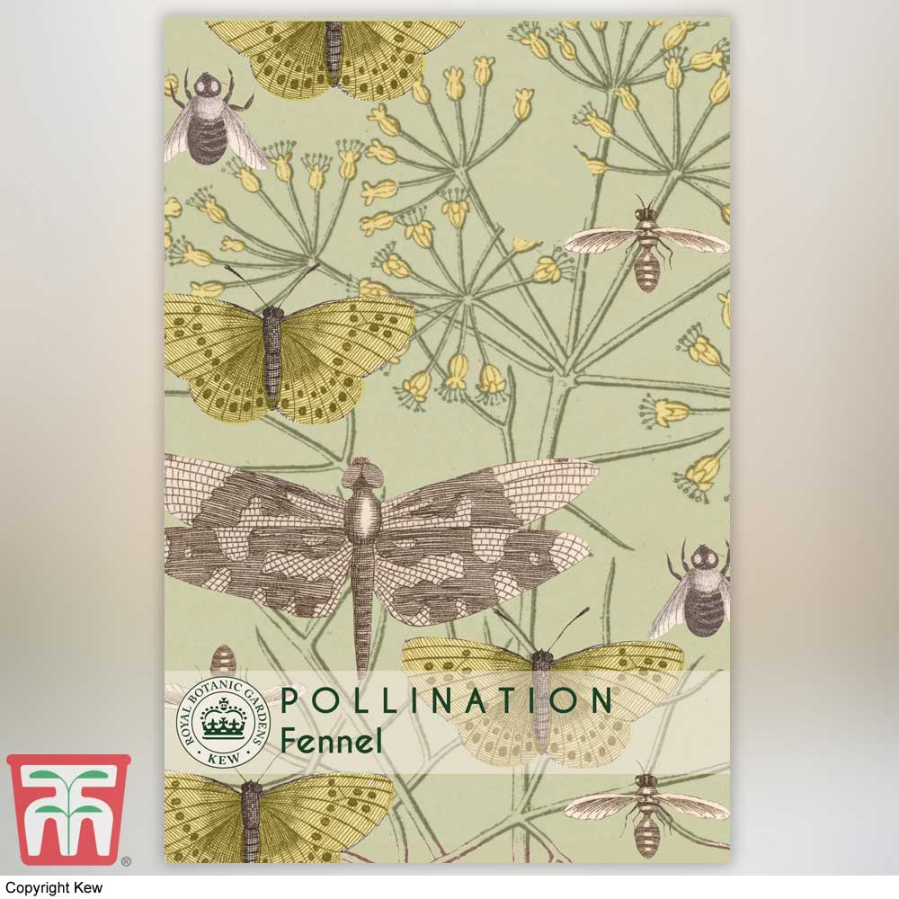 Fennel Kew Pollinators