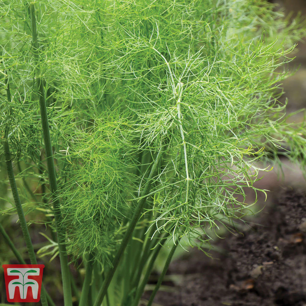 Fennel Kew Pollinators - Image 2