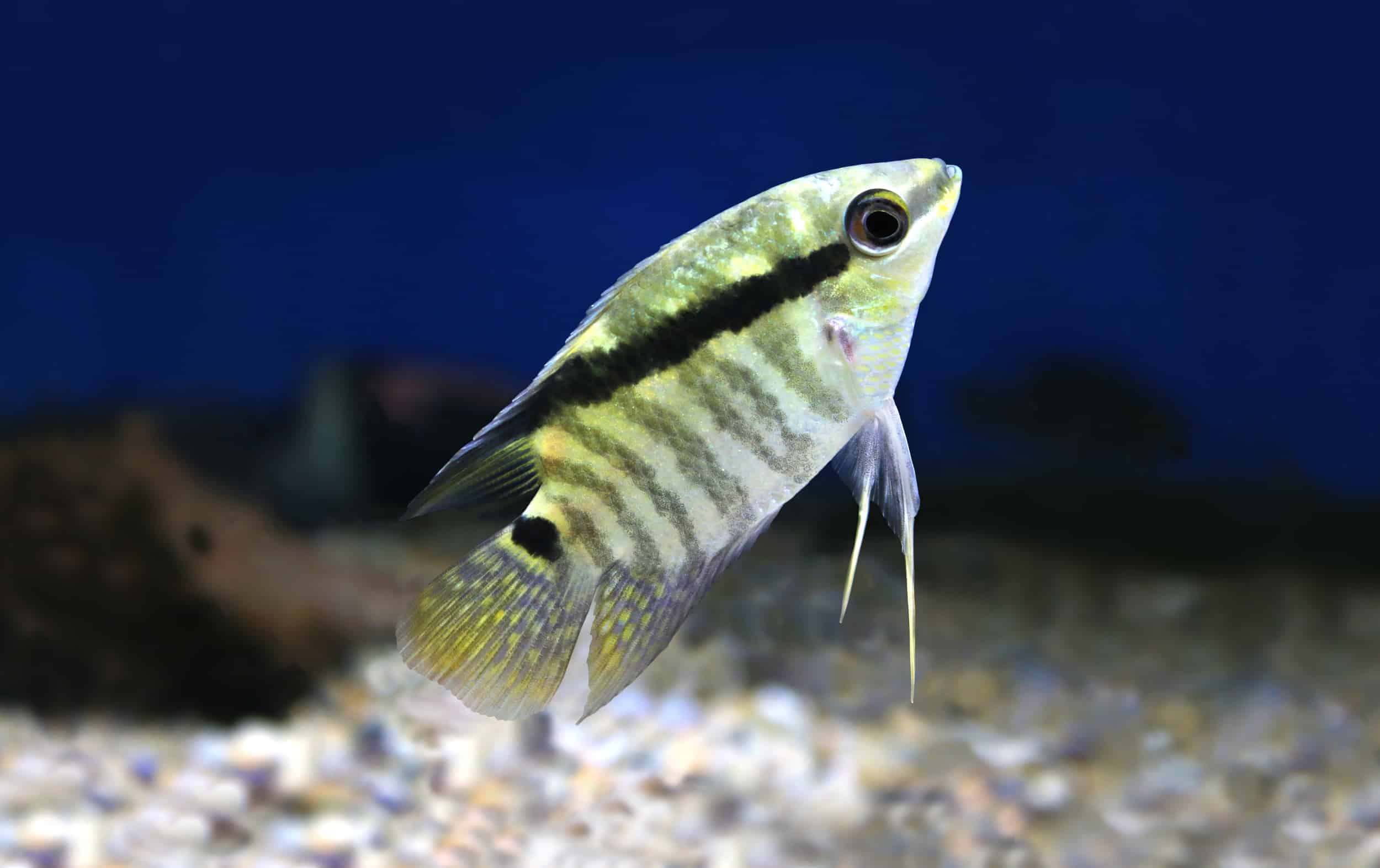 Festivum Cichlid M-ML - Image 2