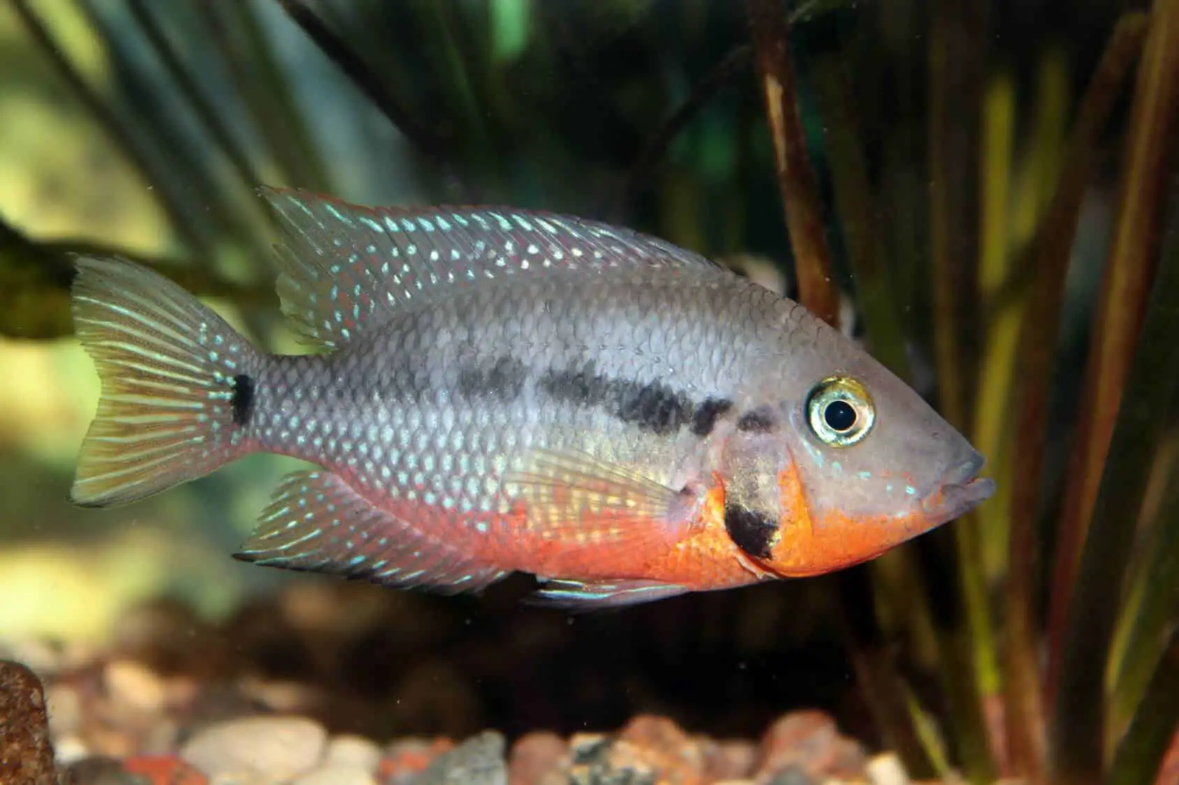 Firemouth Cichlid(M) - Image 3