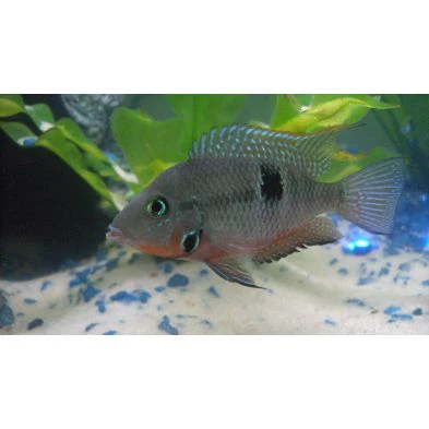 Firemouth Cichlid(M) - Image 4